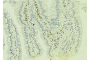 ABIN6279081 at 1/100 staining Mouse colon tissue by IHC-P. (ADAMDEC1 抗体  (C-Term))