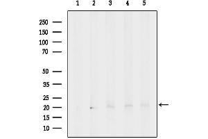 Western blot analysis of lysates from various samples, using EIF1AX Antibody.