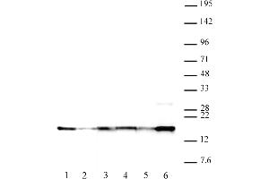 Histone H2A. (H2AFX 抗体  (pTyr142))