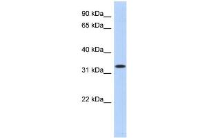 WB Suggested Anti-MPPED2 Antibody Titration:  0. (MPPED2 抗体  (N-Term))