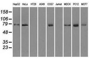 Image no. 2 for anti-Fermitin Family Member 2 (FERMT2) antibody (ABIN1499050) (FERMT2 抗体)