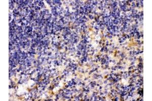 IHC testing of FFPE mouse spleen tissue with MMP11 antibody at 1ug/ml. (MMP11 抗体  (AA 104-135))