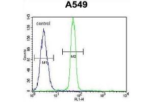 CREB1 Antibody (Center) flow cytometric analysis of A549 cells (right histogram) compared to a negative control cell (left histogram). (CREB1 抗体  (Middle Region))