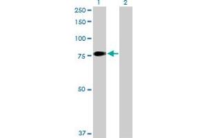 Western Blot analysis of F11 expression in transfected 293T cell line by F11 MaxPab polyclonal antibody. (Factor XI 抗体  (AA 1-625))