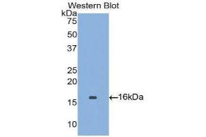 Western Blotting (WB) image for anti-Angiopoietin 2 (ANGPT2) (AA 1-123) antibody (ABIN3209765) (Angiopoietin 2 抗体  (AA 1-123))