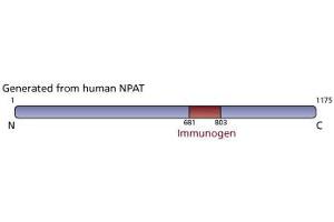Image no. 3 for anti-Nuclear Protein, Ataxia-Telangiectasia Locus (NPAT) (AA 681-803) antibody (ABIN968484) (NPAT 抗体  (AA 681-803))
