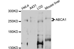 Western blot analysis of extracts of various cell lines, using ABCA1 antibody (ABIN2559750) at 1:1000 dilution. (ABCA1 抗体)