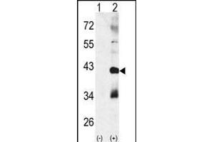 Western blot analysis of CTDSP1 (arrow) using rabbit polyclonal p38 beta Antibody (Center) (ABIN391731 and ABIN2837973). (MAPK11 抗体  (AA 133-161))