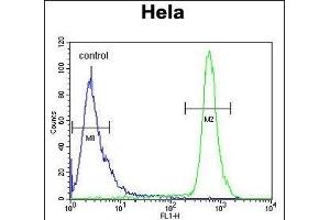 HS3ST2 Antibody (C-term) (ABIN653466 and ABIN2842892) flow cytometric analysis of Hela cells (right histogram) compared to a negative control cell (left histogram). (HS3ST2 抗体  (C-Term))