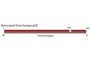Image no. 1 for anti-Tumor Protein P53 (TP53) antibody (ABIN967457)