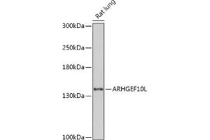 Western blot analysis of extracts of Rat lung, using L antibody (ABIN7269967) at 1:1000 dilution. (ARHGEF10L 抗体  (AA 1120-1230))