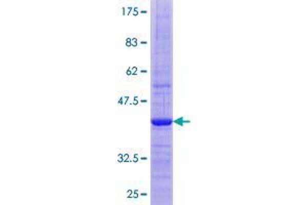 FNDC5 Protein (AA 1-137) (GST tag)