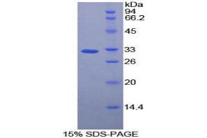SDS-PAGE analysis of Rat Caspase 12 Protein.
