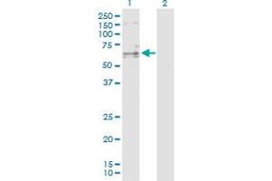 Western Blot analysis of SENP3 expression in transfected 293T cell line by SENP3 MaxPab polyclonal antibody. (SENP3 抗体  (AA 1-574))