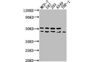Western Blot Positive WB detected in: MCF-7 whole cell lysate, U87 whole cell lysate, 293 whole cell lysate, A549 whole cell lysate, THP-1 whole cell lysate All lanes: WDR73 antibody at 1:1000 Secondary Goat polyclonal to rabbit IgG at 1/50000 dilution Predicted band size: 42 kDa Observed band size: 42 kDa (WDR73 抗体  (AA 163-366))