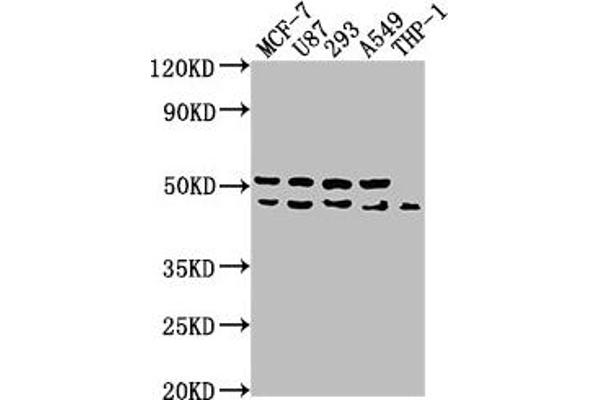 WDR73 抗体  (AA 163-366)
