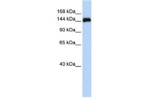 WB Suggested Anti-KIAA0182 Antibody Titration: 0. (GSE1/KIAA0182 抗体  (N-Term))