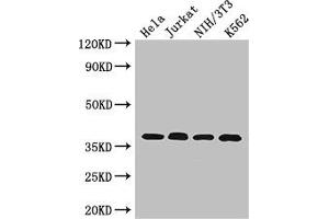 Western Blot Positive WB detected in: Hela whole cell lysate, Jurkat whole cell lysate, NIH/3T3 whole cell lysate, K562 whole cell lysate All lanes: RAD51 antibody at 2. (RAD51 抗体  (AA 1-228))