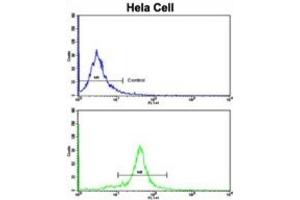 anti-Golgi phosphoprotein 3 (Coat-Protein) (GOLPH3) antibody