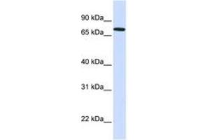 Image no. 1 for anti-SET Domain, Bifurcated 2 (SETDB2) (AA 71-120) antibody (ABIN6743503) (SETDB2 抗体  (AA 71-120))
