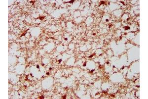 IHC image of ABIN7157716 diluted at 1:300 and staining in paraffin-embedded human brain tissue performed on a Leica BondTM system. (KLF13 抗体  (AA 26-147))
