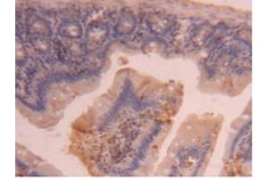 IHC-P analysis of Mouse Intestine Tissue, with DAB staining. (CPB2 抗体  (AA 187-327))