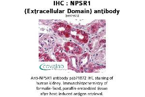 Image no. 1 for anti-Neuropeptide S Receptor 1 (NPSR1) (2nd Extracellular Domain) antibody (ABIN1737479) (NPSR1 抗体  (2nd Extracellular Domain))