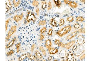 ABIN6258426 and ABIN6275705 at 1/100 staining Rat kidney tissue by IHC-P. (ZP1 抗体  (Internal Region))