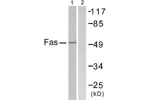 Western blot analysis of extracts from LOVO cells, using Fas antibody. (FAS 抗体  (C-Term))