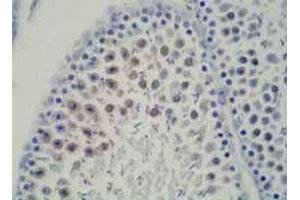Immunohistochemical satining of rat testis tissue with DDX39 monoclonal antibody, clone 2E4 . (DDX39 抗体  (N-Term))