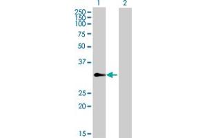 TCEAL4 antibody  (AA 1-215)