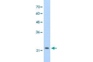 Western Blot analysis of HepG2 cell lysate with DLX2 polyclonal antibody  at 2. (DLX2 抗体  (C-Term))