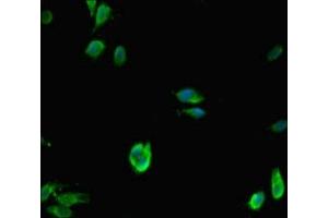 Immunofluorescent analysis of Hela cells using ABIN7158724 at dilution of 1:100 and Alexa Fluor 488-congugated AffiniPure Goat Anti-Rabbit IgG(H+L) (LSD1 抗体  (AA 100-150))