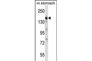 EGF Antibody (Center)  western blot analysis in mouse stomach tissue lysates (35 μg/lane). (EGF 抗体  (Center))