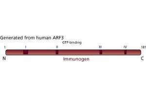 Image no. 2 for anti-ADP-Ribosylation Factor 3 (ARF3) (AA 1-181) antibody (ABIN968175) (ARF3 抗体  (AA 1-181))