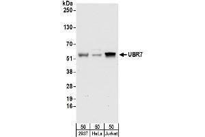 Western Blotting (WB) image for anti-Ubiquitin Protein Ligase E3 Component N-Recognin 7 (UBR7) (AA 150-200) antibody (ABIN7453237)