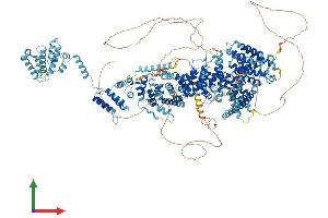 Protein Structure (PS) image for THO Complex 2 (THOC2) (AA 1-1594) protein (His tag) (ABIN7562041)