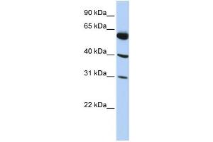 Western Blotting (WB) image for anti-LysM, Putative Peptidoglycan-Binding, Domain Containing 4 (LYSMD4) antibody (ABIN2459611) (LYSMD4 抗体)