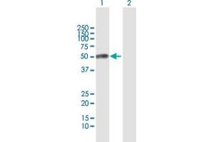 Western Blot analysis of ESAM expression in transfected 293T cell line by ESAM MaxPab polyclonal antibody. (ESAM 抗体  (AA 1-390))
