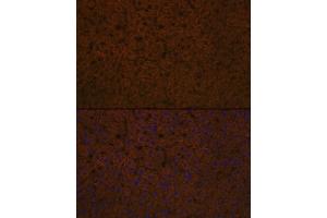 Immunofluorescence analysis of rat liver using Apolipoprotein C3 Rabbit mAb (ABIN7265640) at dilution of 1:100 (40x lens). (APOC3 抗体)