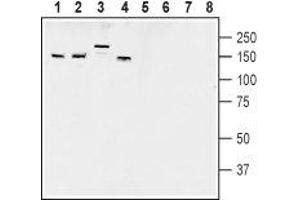 Western blot analysis of rat brain membranes (lanes 1 and 5), mouse brain membranes (lanes 2 and 6), rat dorsal root ganglion lysates (lanes 3 and 7) and mouse lung lysates (lanes 4 and 8): - 1-4.