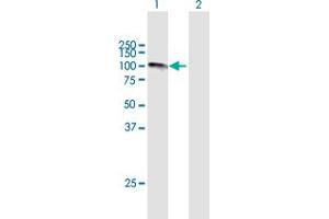 Western Blot analysis of CAST expression in transfected 293T cell line by CAST MaxPab polyclonal antibody. (Calpastatin 抗体  (AA 1-686))