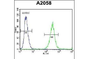 Flow cytometric analysis of A2058 cells (right histogram) compared to a negative control cell (left histogram). (GAB4 抗体  (N-Term))
