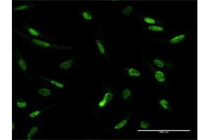 Immunofluorescence of purified MaxPab antibody to MLLT1 on HeLa cell. (MLLT1 抗体  (AA 1-559))