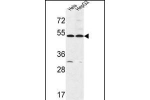 FERMT1 Antibody (Center) (ABIN652858 and ABIN2842558) western blot analysis in Hela,HepG2 cell line lysates (35 μg/lane). (FERMT1 抗体  (AA 268-297))