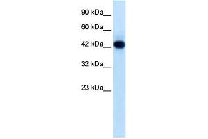 WB Suggested Anti-RNF135 Antibody Titration:  0. (RNF135 抗体  (Middle Region))