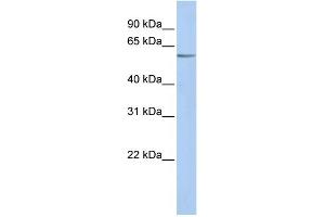 WB Suggested Anti-KCNK10 Antibody Titration:  0. (KCNK10 抗体  (N-Term))