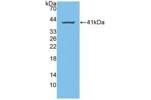 Western blot analysis of recombinant Human AREG. (Amphiregulin 抗体  (AA 20-100))