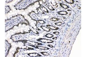IHC testing of FFPE rat intestine with E2F4 antibody at 1ug/ml. (E2F4 抗体  (AA 106-144))