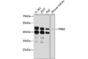 Western blot analysis of extracts of various cell lines, using TRIB2 antibody (ABIN6129152, ABIN6149496, ABIN6149497 and ABIN6215354) at 1:3000 dilution. (TRIB2 抗体  (AA 1-120))